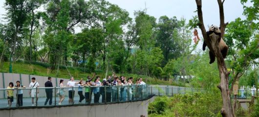 청두 자이언트 판다 번식연구기지 / 사진=홍지연 여행+ 기자