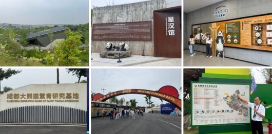 청두 자이언트 판다 번식연구기지 / 사진=홍지연 여행+ 기자