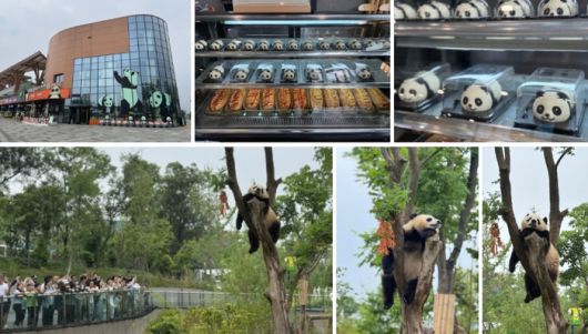 청두 자이언트 판다 번식연구기지 / 사진=홍지연 여행+ 기자