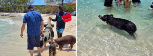 바다에서 수영하는 돼지와 놀고 있는 관광객들의 모습 / 사진=김혜성 여행+ 기자