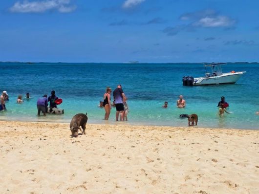 바다에서 수영하는 돼지와 놀고 있는 관광객들의 모습 / 사진=김혜성 여행+ 기자