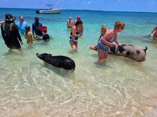 바다에서 수영하는 돼지와 놀고 있는 관광객들의 모습 / 사진=김혜성 여행+ 기자