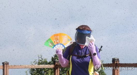 지난달 30일 오전 인천 계양구 계양산 정상이 러브버그(붉은등우단털파리)들로 뒤덮여 등산객들이 불편을 겪고 있다. [사진 출처 = 연합뉴스]