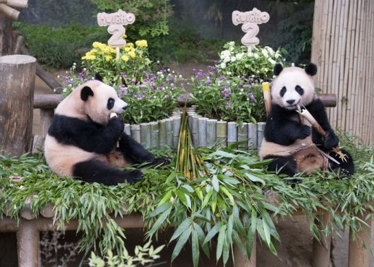 두돌 생일을 맞은 에버랜드 쌍둥이 판다 루이바오와 후이바오  / 사진=삼성물산