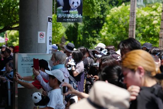지난달 와카야마현을 떠나 중국으로 가는 판다를 마지막으로 보기 위한 인파가 몰렸다. [연합뉴스]