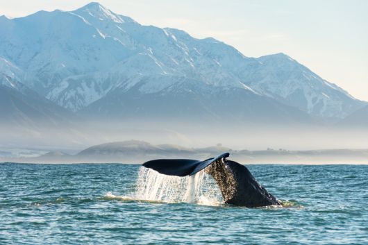 웨일워치 카이코우라‘를 통하면 높은 확률로 고래 관찰이 가능하다. / 사진=Whale Watch Kaikoura