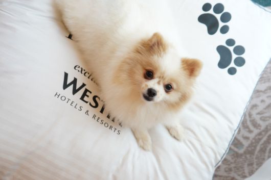 웨스틴 마닐라 웨스틴 헤븐리 도그 베드 / 사진=메리어트 인터내셔널