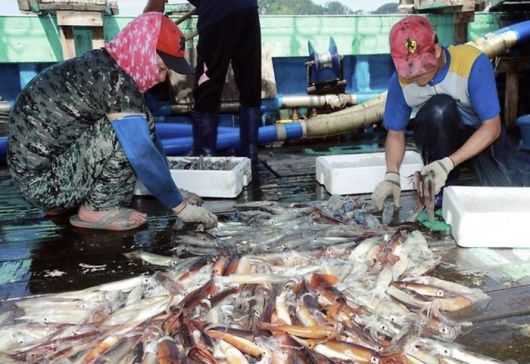 태안산 오징어 [사진 = 연합뉴스]