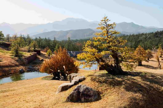 모과나무로 조경을한 사유원 풍설기천년 / 사진=사유원