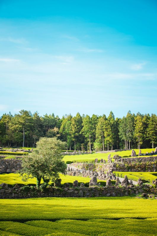 한국 제주 / 사진 = 언스플래쉬