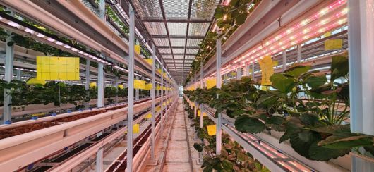 SP아그리가 운영 중인 스마트팜 모습.