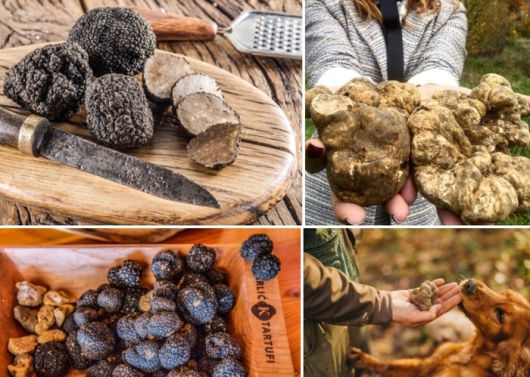 크로아티아 트러플 / 사진=크로아티아 관광청