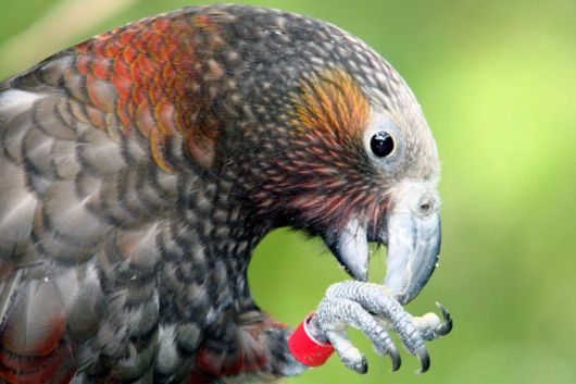 질랜디아 카카새 / 사진=TNZ