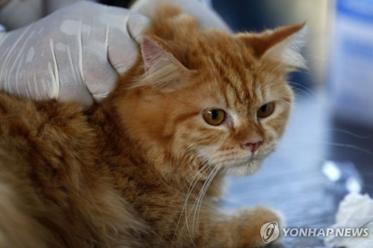 치료받는 고양이. [연합뉴스]