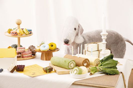 ‘달롤컴퍼니’가 운영하는 펫 디저트 브랜드 ‘달미펫’은 국내산 쌀가루로만 만든 베이커리 제품을 판매한다. (달미펫 제공)