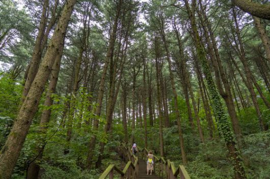 삼림욕 하기 좋은 가평 잣향기푸른숲. 산책로에 들면 20m 높이의 잣나무가 사방을 에워싼다.