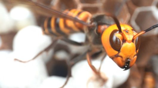 장수말벌. 왕준열 기자