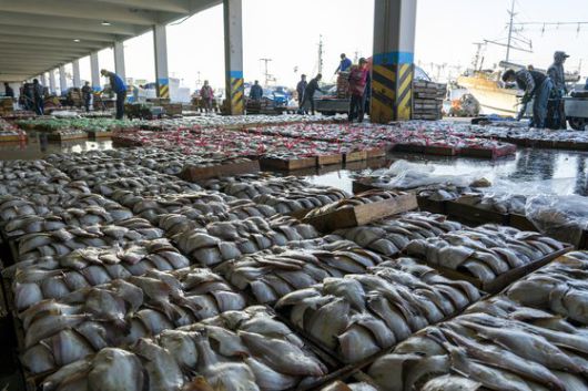 방어진항 활어 직판장을 가득 채운 가자미. 경매를 통해 전국 각지로 이동한다.