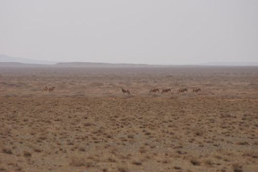 몽골 초원과 야생마. 2014년 촬영. 강찬수 기자