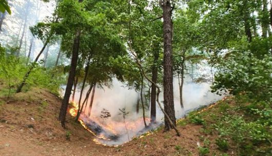 지난 8일 오후 5시31분쯤 대전시 유성에서 발생한 산불이 강한 바람을 타고 확산하고 있다. [사진 산림청]