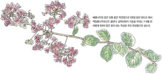 중앙일보