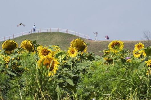 중앙일보