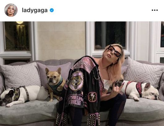 레이디 가가와 반려견들. 사진 레이디 가가 인스타그램 캡처