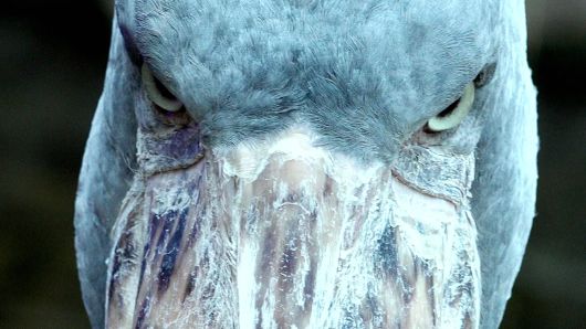 슈빌이라는 이름은 넓적하고 커다란 부리가 신발을 닮았다고 해서 지어졌다.