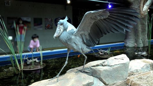 카메라를 늠름하게 응시하는 슈빌.