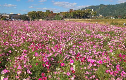 중앙일보