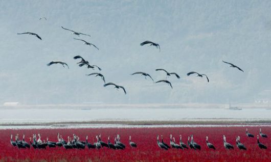 내년 4월 순천만국가정원 앞 농경지에 조성될 100㏊ 규모의 경관조경 조감도. 튤립 150만본과 유채꽃 등을 이용해 100년 전 순천만의 모습을 형상화한 콘셉트다. 사진 순천시