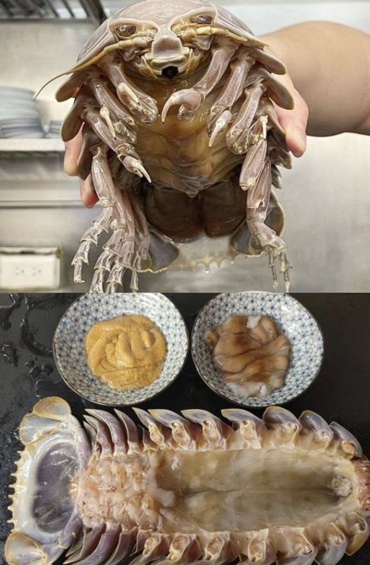 대만 타이베이 랴오닝 야시장에 있는 '라멘 소년(The Ramen Boy)'에서는 독특한 심해등각류 라멘을 한정 판매한다. 사진 인스타그램 캡처