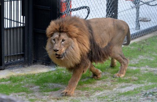 김해 부경동물원에 있던 늙은 사자가 5일 오후 충북 청주동물원에 도착해 포효하고 있다. 프리랜서 김성태
