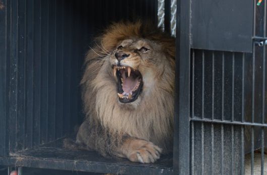 김해 부경동물원에 있던 늙은 사자가 5일 오후 충북 청주동물원 방사장에서 걷고 있다. 프리랜서 김성태