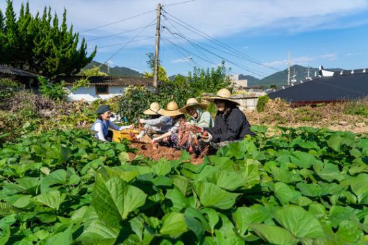 농가에서 현지인과 먹고 자고 놀며, 지역을 체험하는 ‘강진에서 일주일 살기’가 인기를 끌고 있다. 읍내 ‘힐링하우스’의 고구마 캐기 체험 모습.