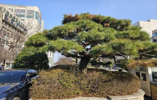 대전 유성호텔 앞에 있던 소나무. 최근 유성온천 입구로 옮겨 심었다. [사진 유성구]
