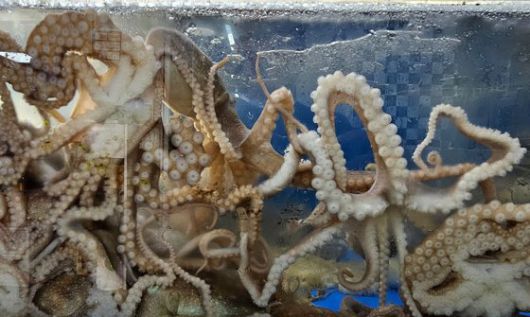 영암은 낙지로 유명한 고장이다. 학산면 독천리에 낙지 요리 전문식당이 모여 있다.