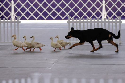 어질리티(민첩성) 부문에서 열과 성을 다하는 에스키모견, 스푸키. 로이터=연합뉴스