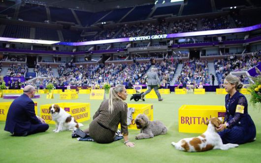 작업견 분야의 경우, 업무 효율성은 주요한 평가 기준이다. 로이터=연합뉴스