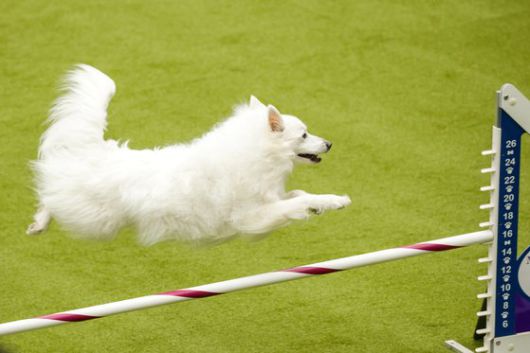 뉴욕에서 출전한 반려견 칸이 더위를 식히고 있다. 로이터=연합뉴스