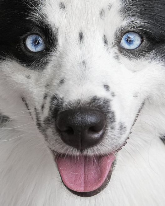 웨스트민스터 도그쇼 경연장. AFP=연합뉴스