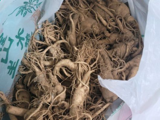 선부중·안산공고 역도장에 있던 생 인삼 포대. 여자 역도 국가대표 박혜정이 고교 시절 먹고 힘을 냈다는 그 인삼이다. 손성배 기자