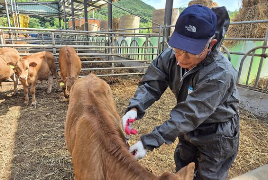 경북 고령군은 지역 모든 우제류(소, 돼지, 염소, 사슴) 가축을 대상으로 구제역 긴급 백신접종을 실시한다고 18일 밝혔다. [사진 고령군]