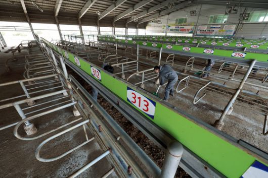 지난 17일 전남 영암 가축경매시장에서 영암축협 직원이 구제역 방역 작업을 하고 있다. 연합뉴스