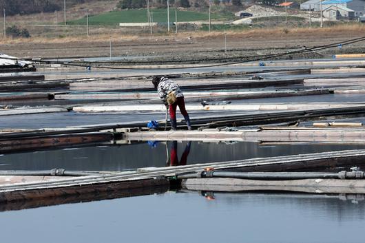7일 오전 전남 신안군 증도 태평염전에서 작업자가 염전을 들여다보고 있다. 미국 정부가 지난 3일 강제노동 규정을 위반한 국내 최대 규모 단일염전인 태평염전의 소금 수입을 차단하는 인도보류명령을 발동했다고 밝혔다. 연합뉴스