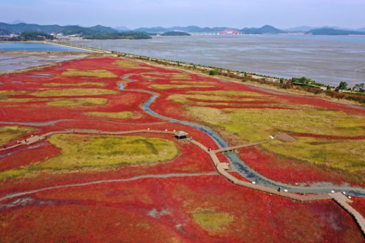 2021년 10월 26일 전남 신안군 증도 태평염전 염생식물원에서 함초(퉁퉁마디)와 칠면초가 가을을 맞아 붉게 물들고 있다. 생장 초기에 녹색이던 함초는 가을이 되면 붉은색으로 바뀌고 칠면초의 꽃은 8~9월에 펴 차차 자주색으로 변한다. 연합뉴스