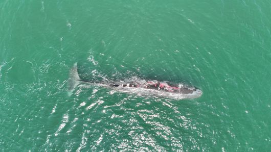 바다에서 향고래 어미와 새끼가 함께 헤엄치고 있다. AP=연합뉴스