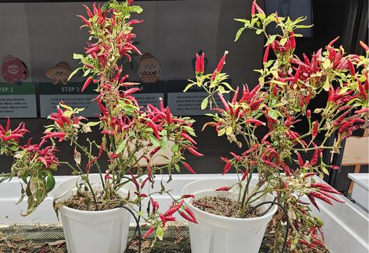 매운맛으로 유명한 우리나라 청양고추부터 베트남·중국·일본·스페인 등 세계의 고추를 만날 수 있어 인상적인 ‘본 투 그린’.