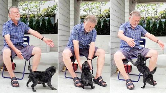 2017년 7월 26일 문재인 대통령이 동물권단체로부터 유기견 '토리'를 입양했다. 연합뉴스