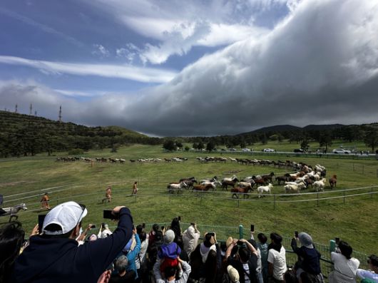 제주관광객과 도민들이 이달 19일 오후 제주도 한라산 중턱의 제주마방목지에서 제주마 100여 마리가 한꺼번에 달리고 있는 모습을 휴대전화를 이용해 촬영하고 있다. 최충일 기자